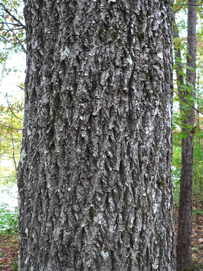 {Carya tomentosa}